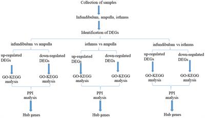 Identification of key genes and biological pathways in different parts of yak oviduct based on transcriptome analysis